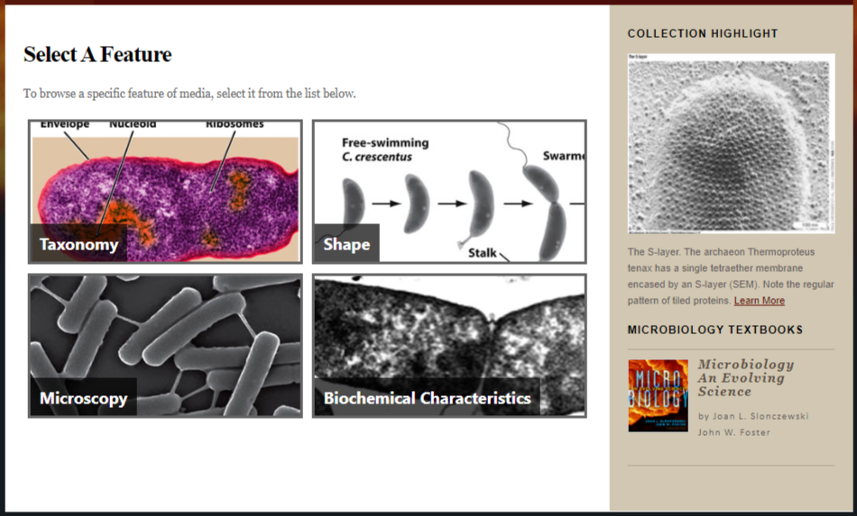 MicroGraphs: Microbiology Site & Database