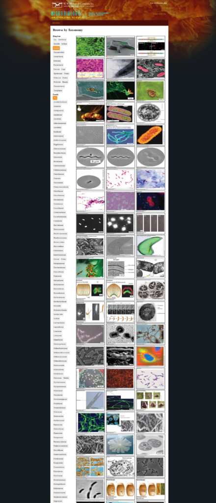 Micrographs browse by Taxonomy