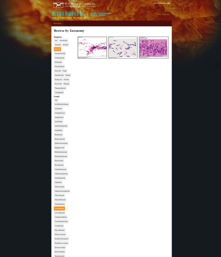 Micrographs Taxonomy with Filtering
