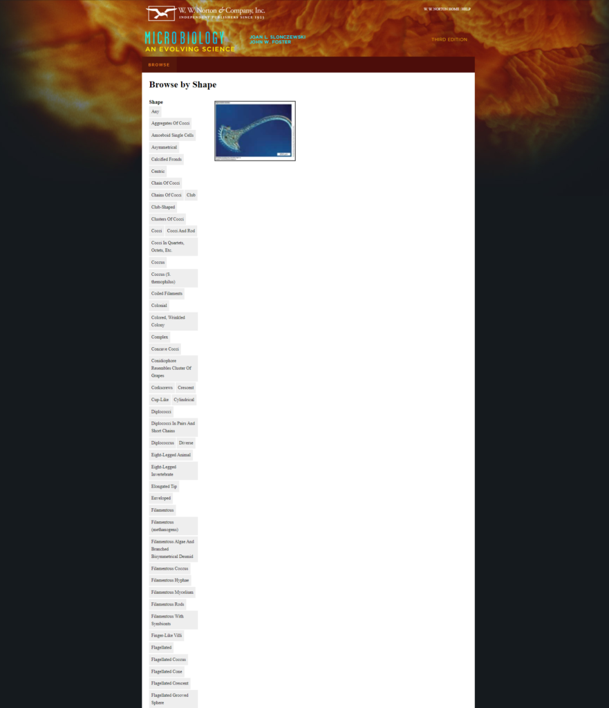 Micrographs Shape, filtered
