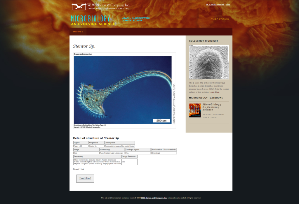 Micrographs Microorganism